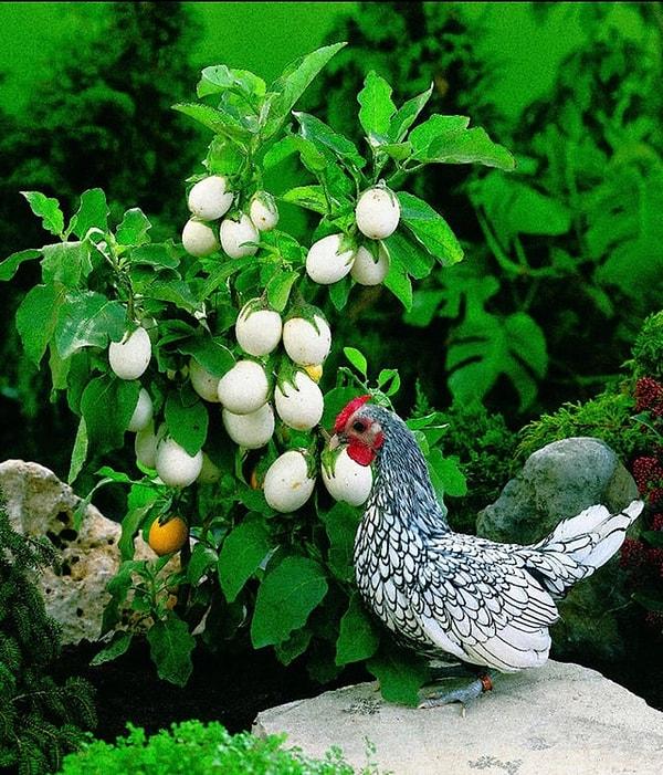 22. Olmamış patlıcanlar yumurtaya benzer.