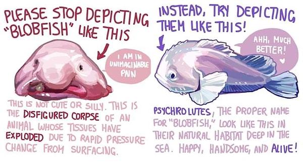 24. Dünyanın en çirkin balığı olarak bilinen Blobfishlerin aslında öyle gözükmediğini gösteren bir illüstrasyon.