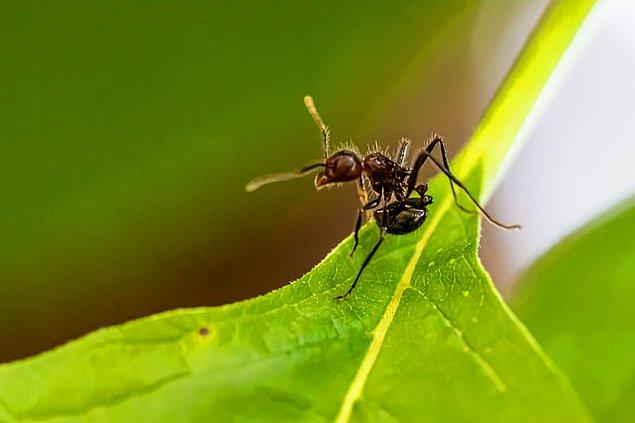 Çalışmalara göre bu karıncalanma hissi, normalde uzuvlara baskı uygulanırken uyandırılan bir his, ancak bu olayda önceden uyarılma olmadığı halde ortaya çıkıyor.