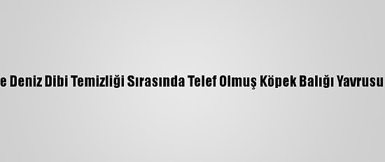 Mersin'de Deniz Dibi Temizliği Sırasında Telef Olmuş Köpek Balığı Yavrusu Bulundu