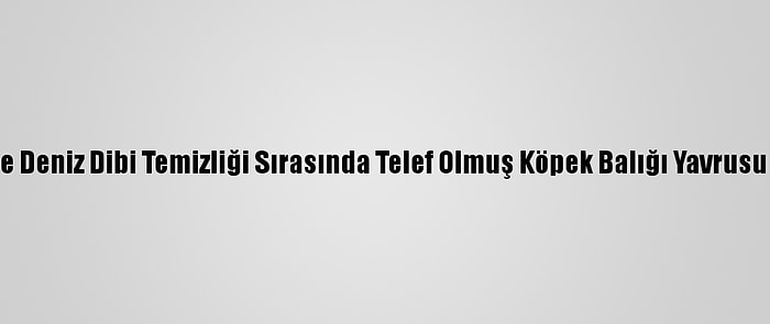 Mersin'de Deniz Dibi Temizliği Sırasında Telef Olmuş Köpek Balığı Yavrusu Bulundu