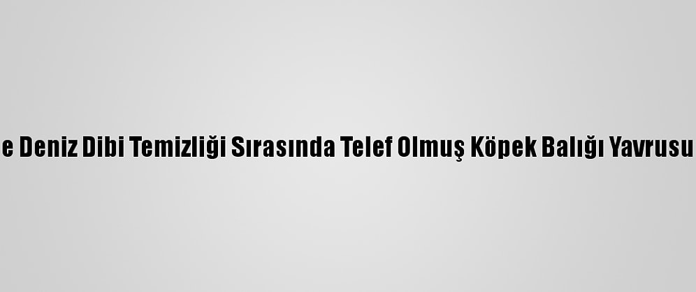 Mersin'de Deniz Dibi Temizliği Sırasında Telef Olmuş Köpek Balığı Yavrusu Bulundu