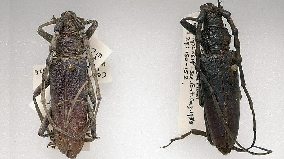 Bilim İnsanları: Küresel Isınma Nedeniyle 4 Bin Yıllık Böcek Türü İngiltere'ye Dönebilir