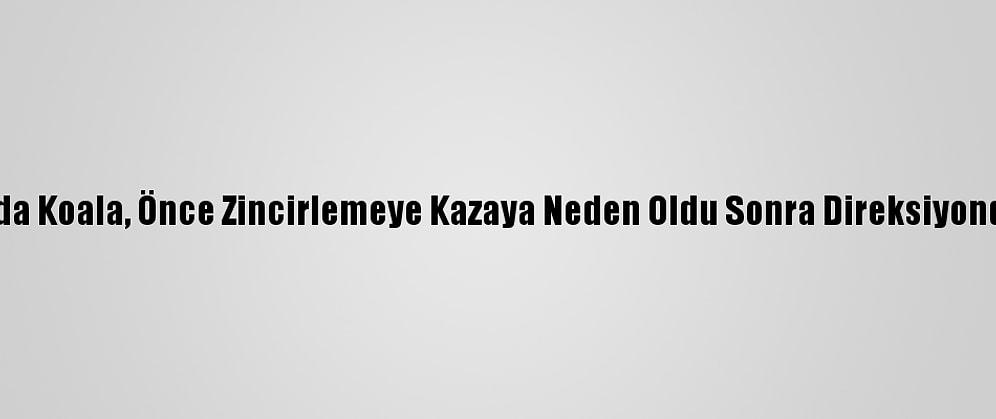 Avustralya'da Koala, Önce Zincirlemeye Kazaya Neden Oldu Sonra Direksiyonda Poz Verdi