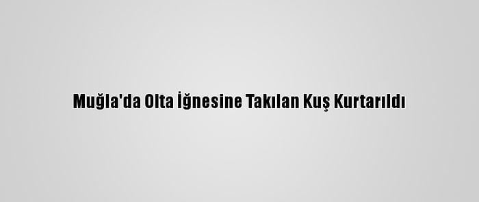 Muğla'da Olta İğnesine Takılan Kuş Kurtarıldı