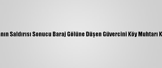 Atmacanın Saldırısı Sonucu Baraj Gölüne Düşen Güvercini Köy Muhtarı Kurtardı