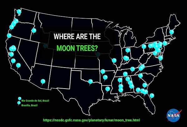 Ay ağaçları nerede?