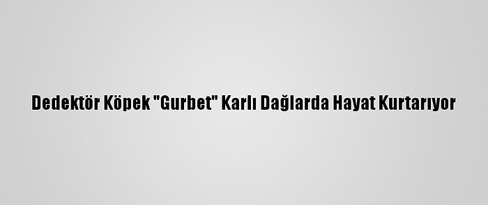 Dedektör Köpek "Gurbet" Karlı Dağlarda Hayat Kurtarıyor