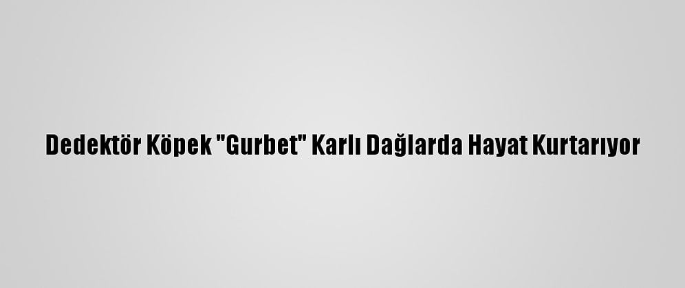 Dedektör Köpek "Gurbet" Karlı Dağlarda Hayat Kurtarıyor