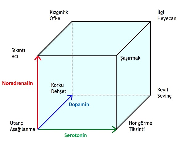 10. Dopamin, serotonin ve noradrenalin salgılayan sinir hücresi toplulukları nerede bulunur?