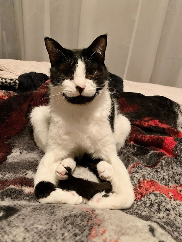 2. Другие кошки тоже так сидят, или только моя?