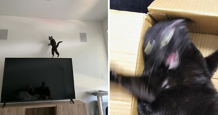 Кошки такие кошки: Владельцы публикуют фото своих пушистиков, которым наплевать на законы физики