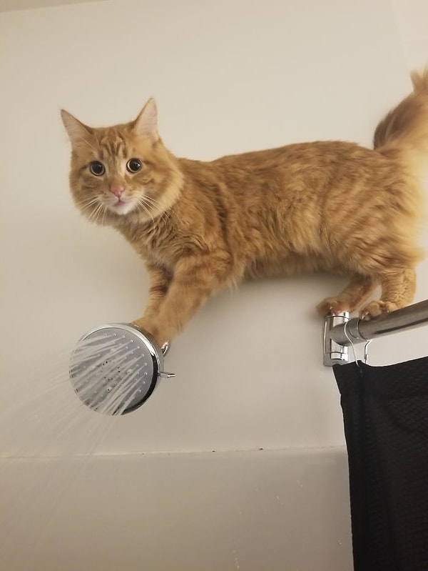 5. Каждый раз, когда я принимаю душ