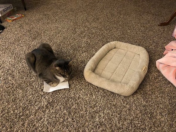 12. Я предпочитаю салфетку