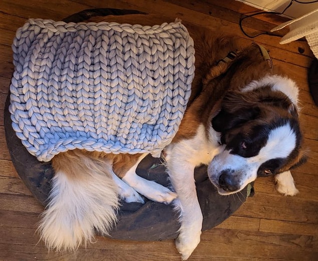 2. "Kayınvalidem bizim için battaniye almış. Köpeğimize nasip oldu."