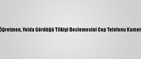 Amasya'da Bir Öğretmen, Yolda Gördüğü Tilkiyi Beslemesini Cep Telefonu Kamerasıyla Kaydetti