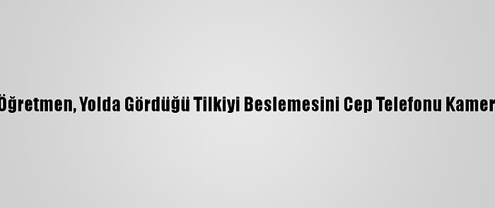 Amasya'da Bir Öğretmen, Yolda Gördüğü Tilkiyi Beslemesini Cep Telefonu Kamerasıyla Kaydetti