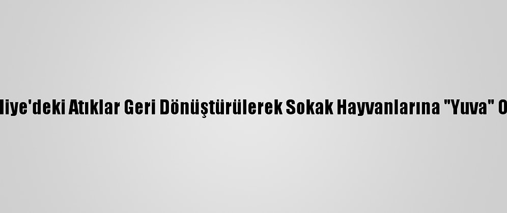 Külliye'deki Atıklar Geri Dönüştürülerek Sokak Hayvanlarına "Yuva" Oldu