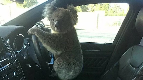 В Австралии коала сначала стала причиной аварии, а потом позировала за рулем как ни в чем не бывало