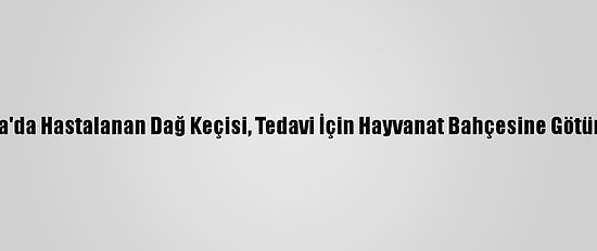 Adana'da Hastalanan Dağ Keçisi, Tedavi İçin Hayvanat Bahçesine Götürüldü