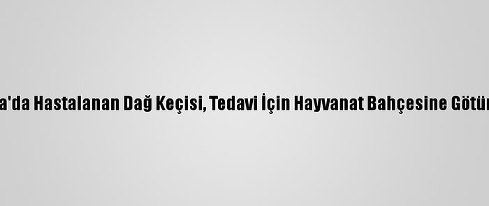 Adana'da Hastalanan Dağ Keçisi, Tedavi İçin Hayvanat Bahçesine Götürüldü