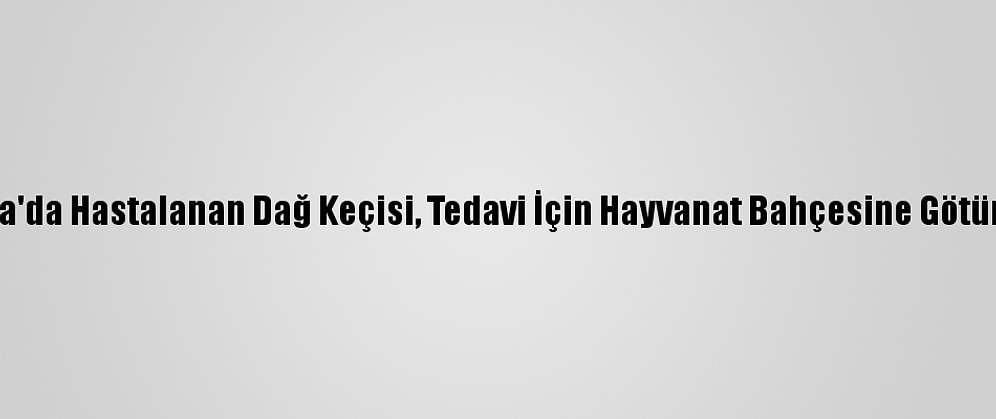 Adana'da Hastalanan Dağ Keçisi, Tedavi İçin Hayvanat Bahçesine Götürüldü
