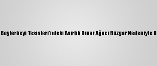 Tff'nin Beylerbeyi Tesisleri'ndeki Asırlık Çınar Ağacı Rüzgar Nedeniyle Devrildi
