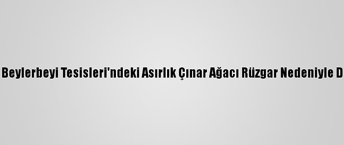 Tff'nin Beylerbeyi Tesisleri'ndeki Asırlık Çınar Ağacı Rüzgar Nedeniyle Devrildi