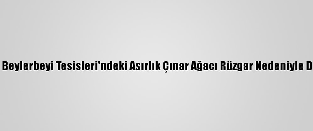 Tff'nin Beylerbeyi Tesisleri'ndeki Asırlık Çınar Ağacı Rüzgar Nedeniyle Devrildi