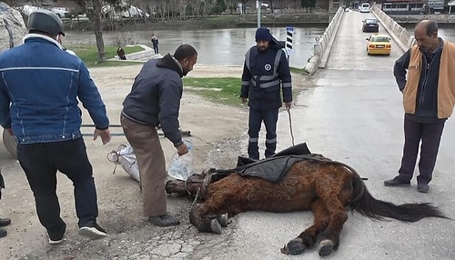 Eziyetin Böylesi! Aşırı Yükten Yere Yığılan Atı, Kuyruğundan Çekerek Ayağa Kaldırdılar