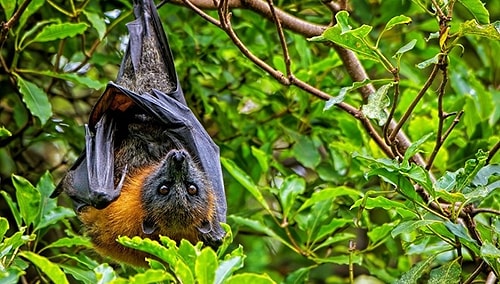 Tayland’da Koronavirüse Çok Benzeyen Yeni Bir Virüs Keşfedildi: RacCS203