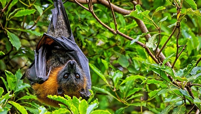 Tayland’da Koronavirüse Çok Benzeyen Yeni Bir Virüs Keşfedildi: RacCS203