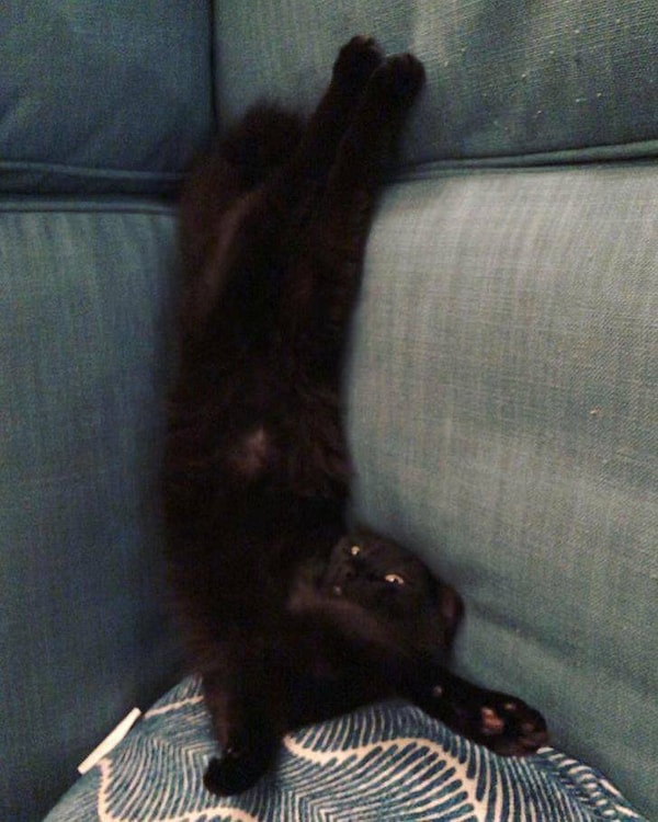 3. "Ничего особенного, просто мой кот отдыхает со мной на диване".