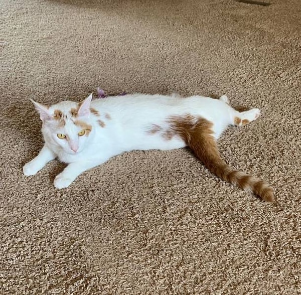 6. "Похоже, что при изготовлении моего кота произошла какая-то ошибка, и его хвост прикрутили на неправильное место".