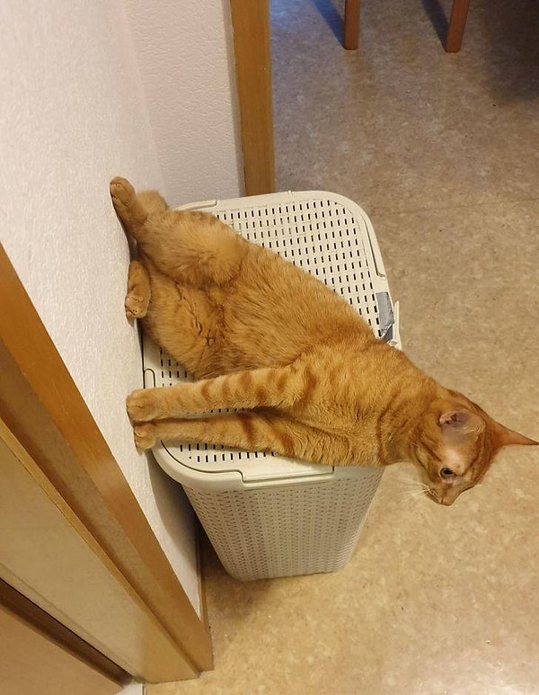 9. "Посижу-ка я на стене".