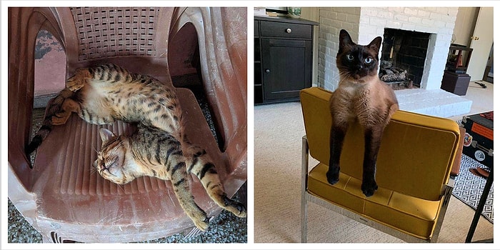 10 супергибких котов, которые чилят в сложных асанах и даже в ус не дуют