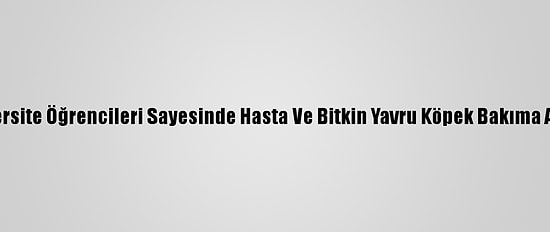Üniversite Öğrencileri Sayesinde Hasta Ve Bitkin Yavru Köpek Bakıma Alındı