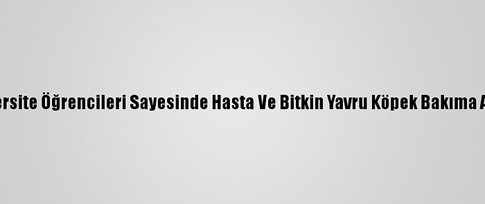 Üniversite Öğrencileri Sayesinde Hasta Ve Bitkin Yavru Köpek Bakıma Alındı