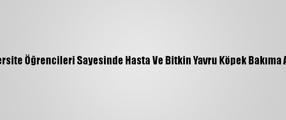 Üniversite Öğrencileri Sayesinde Hasta Ve Bitkin Yavru Köpek Bakıma Alındı