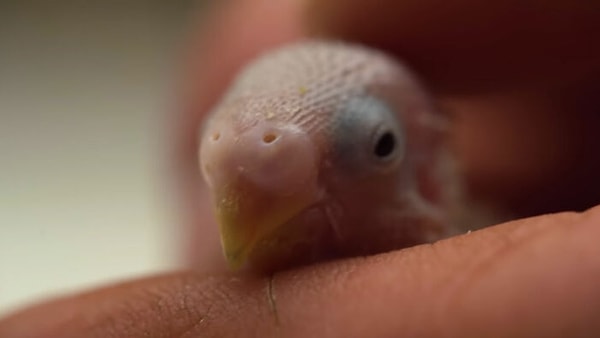 Малыш рос быстро и с каждым днем все больше походил на взрослого попугая.