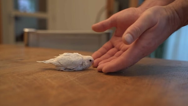 Пока его сын-птица рос, парень все время думал о папе-птице, которого он оставил в зоомагазине. «Я позвонил в зоомагазин. Он все еще был там», - рассказывает он. «Я сказал им, что приду за ним, как только его сын сможет летать».