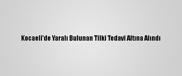 Kocaeli'de Yaralı Bulunan Tilki Tedavi Altına Alındı