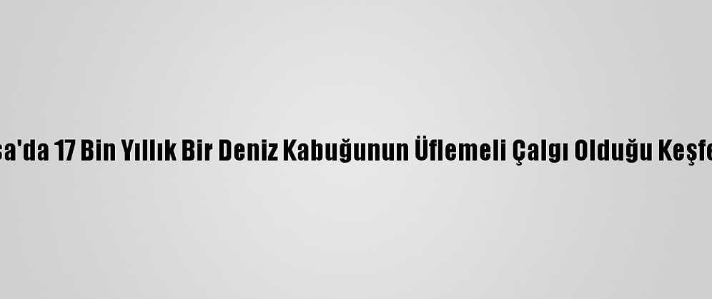Fransa'da 17 Bin Yıllık Bir Deniz Kabuğunun Üflemeli Çalgı Olduğu Keşfedildi