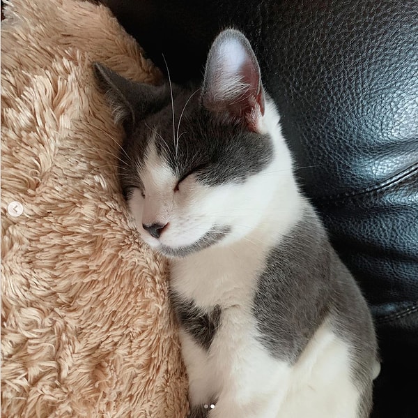 3. "Еще когда я забирала их из приюта, я заметила на груди у Ривера пятно в форме сердца. Дома я рассмотрела его более внимательно и нашла еще такие же пятнышки на лапах, подбородке и других местах. Даже его нос оказался в форме сердечка!" - рассказывает Кэти.