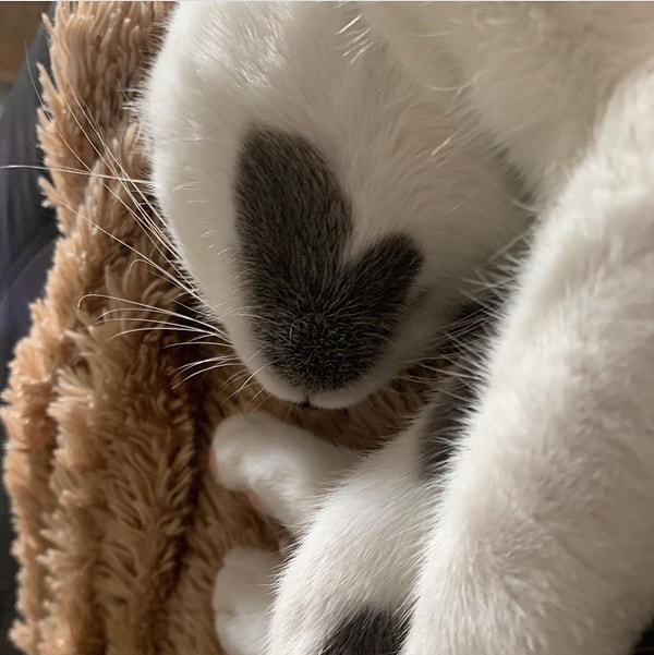 7. "Мы думали, что новые котята принесут радость в наш дом, но Ривер и Реми принесли не только радость, но и умиротворение", - делится Кэти.