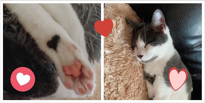 Женщина из США приютила котенка и обнаружила, что его шубка вся покрыта сердечками 💗💗💗