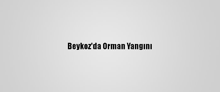 Beykoz'da Orman Yangını