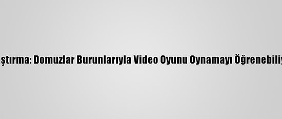 Araştırma: Domuzlar Burunlarıyla Video Oyunu Oynamayı Öğrenebiliyor