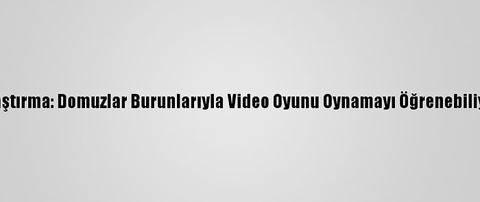 Araştırma: Domuzlar Burunlarıyla Video Oyunu Oynamayı Öğrenebiliyor