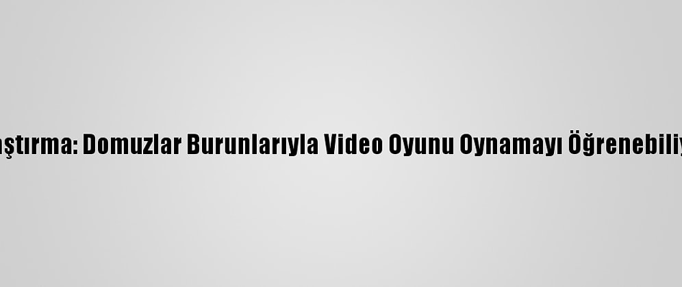Araştırma: Domuzlar Burunlarıyla Video Oyunu Oynamayı Öğrenebiliyor